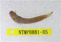 藏品(雙帶矮冠鳚)的圖片